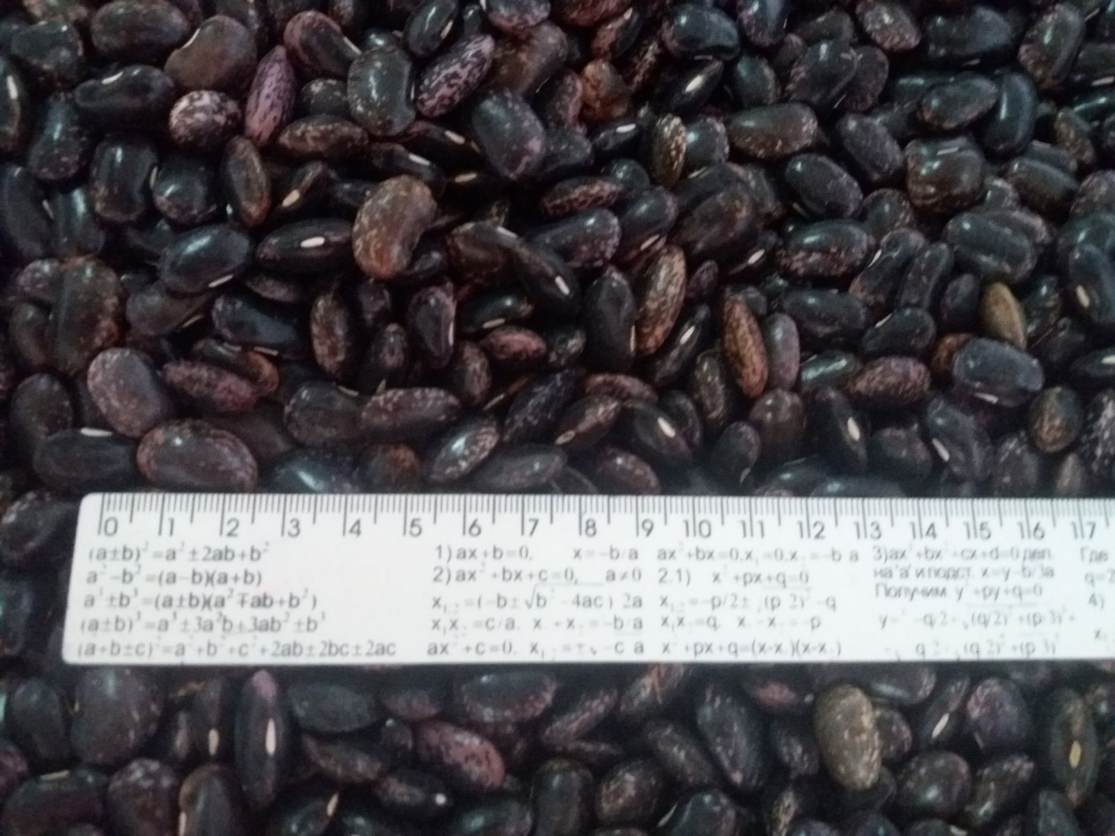 Purple lima beans
